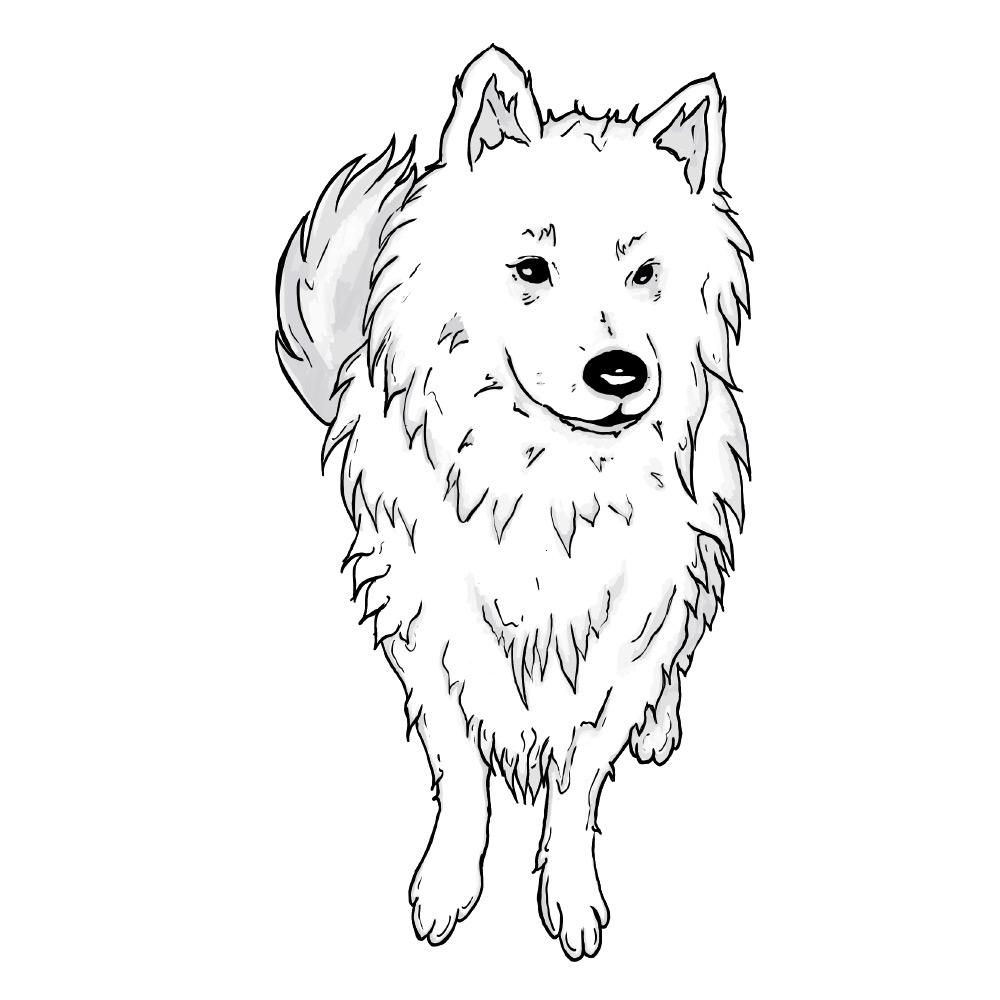 Samojede Hund Zeichnung 