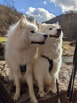 Kinderbuch Der Hund der immer Hunger 