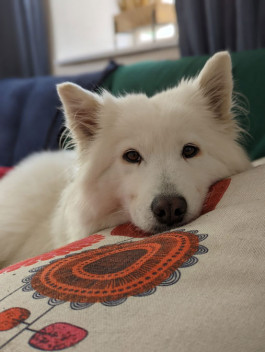 Kinderbuch Der Hund der immer Hunger 